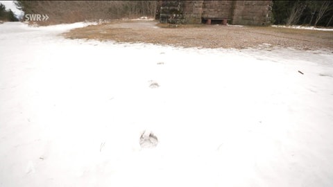 Wolf und Mensch ganz nah