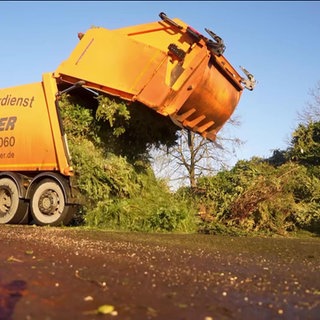 Die Containermaschine sammelt Weihnachtsbäume