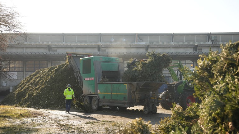 Ein Traktor schmeißt Weihnachtsbäume in einen Häcksler, der spuckt die Bäume fein gehäckselt wieder aus. Ein großer Berg türmt sich auf.