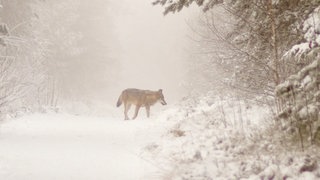 Der Wolf GW2672m auf einem verschneiten Wanderweg an der Badner Höhe im Schwarzwald.