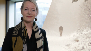 Ministerin Walker hat entschieden, dass der Wolf GW2672m (rechts im Bild) abgeschossen werden soll