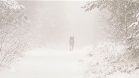 Wolf im Schnee