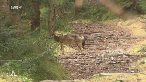 ein Wolf im Wald