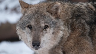 Bis zum 16. Februar darf der Hornisgrinde-Wolf vorerst nicht abgeschossen werden. Hinweisschilder im Schwarzwald warnen Spaziergänger nun vor Begegnungen mit dem Tier und appelieren auf die Vernunft