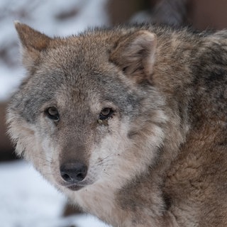 Bis zum 16. Februar darf der Hornisgrinde-Wolf vorerst nicht abgeschossen werden. Hinweisschilder im Schwarzwald warnen Spaziergänger nun vor Begegnungen mit dem Tier und appelieren auf die Vernunft