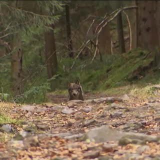 Wolf im Wald