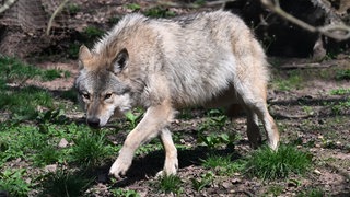 Ein Europäischer Wolf in einem Gehege