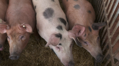 Auf dem Amselhof in Ostrach-Einhart im Landkreis Sigmaringen werden etwa 650 Schweine gehalten.