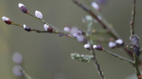 Erste Weidenkätzchen blühen auf der Schwäbischen Alb.