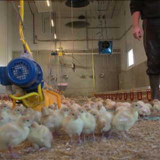 Nach Vogelgrippe wieder da