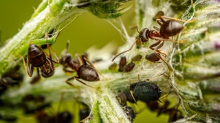 Viele Ameisen auf einer Pflanze. Am KIT in Karlsruhe werden Ameisen mithilfe von KI gescannt. So lässt sich eine enorme Artenvielfalt dokumentieren.