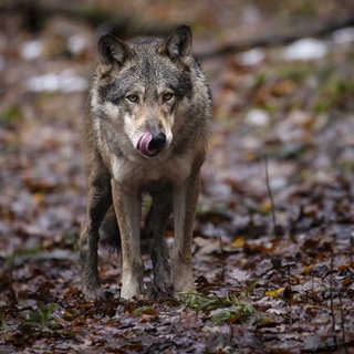 Der Hornisgrinde-Wolf im Schwarzwald.