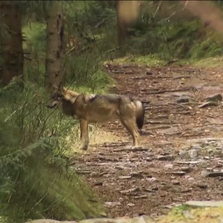 Ein Wolf auf einer Lichtung