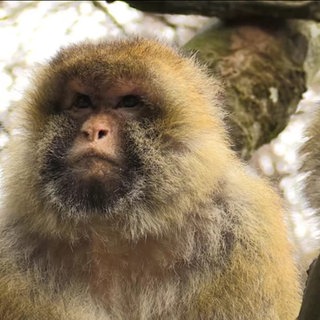 Affe auf dem Affenberg Salem