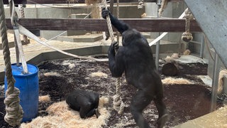 Ein Gorilla hangelt sich an einem Seil in der Wilhelma.