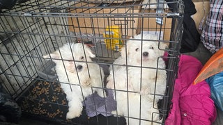 Mehrere Hundewelpen sitzen in einem Käfig auf der Ladefläche des Kleintransporters.