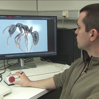 Invasive Nadel-Ameise