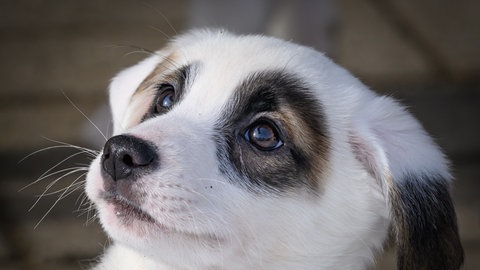 Ein Hundewelpe mit weißem und schwarzem Fell um die Augen schaut in den Himmel. Immer wieder werden Hunde aus illegaler Zucht aufgegriffen. (Symbolbild)
