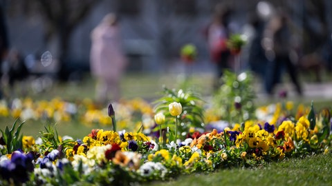 Der Deutsche Wetterdienst (DWD) erwartet am Ostersonntag vom Vormittag bis zum Mittag landesweit mildes und vor allem trockenes Wetter (Symbolbild). Hier blühen Blumen auf dem Schlossplatz.