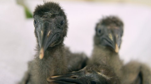 Solche Waldrapp-Küken könnten bald am Bodensee schlüpfen.