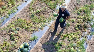 Die Witterungsbedingungen werden immer besser für den Melonenanbau.
