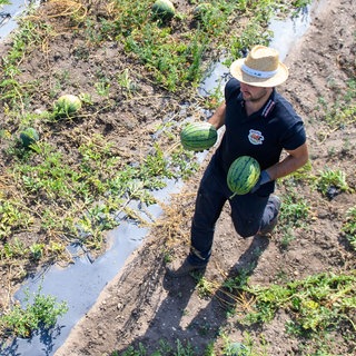 Die Witterungsbedingungen werden immer besser für den Melonenanbau.
