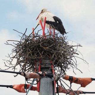 Auf dem Foto ist ein Storch in seinem Nest. Im Nest sind vier rote Stäbe. Der Himmel im Hintergrund ist blau.