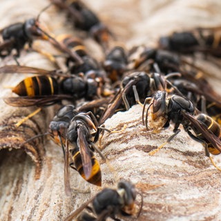 Gelb-schwarze Asiatische Hornissen mit gelben Beinen sitzen auf ihrem Nest.
