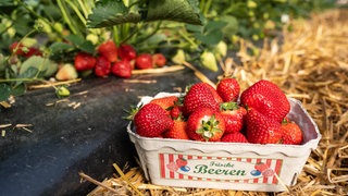 Eine Schale Erdbeeren steht auf Stroh, das auf einem Erdbeerfeld ausgelegt ist.