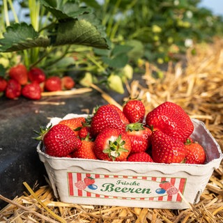 Eine Schale Erdbeeren steht auf Stroh, das auf einem Erdbeerfeld ausgelegt ist.