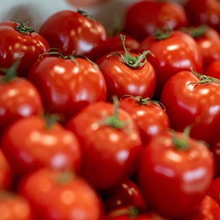 Symbolbild: Fleischtomaten werden auf der Fruit Logistica ausgestellt.