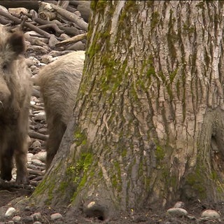 Wildschweine