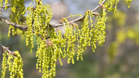 Pollen der Eiche - die Belastung ist für Betroffene mit Heuschnupfen aktuell besonders hoch.