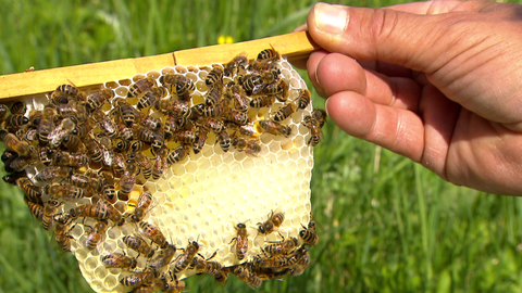 Die Hand von Imker Matthias Arndt, die eine Bienenwabe hält