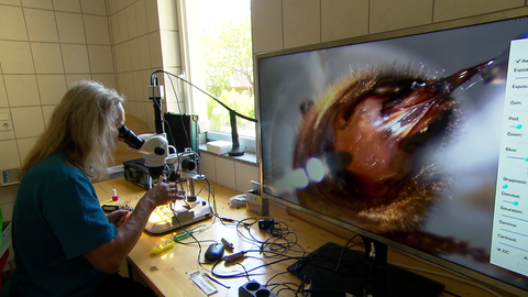 Imker Matthias Arndt schaut eine Bienenkönigin durch ein Mikroskop an. Das Bild wird auf einem Fernseher übertragen.