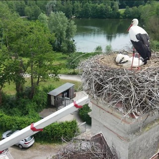 Störche im Nest auf einem Hausdach