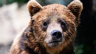 Braunbär (Symbolbild)