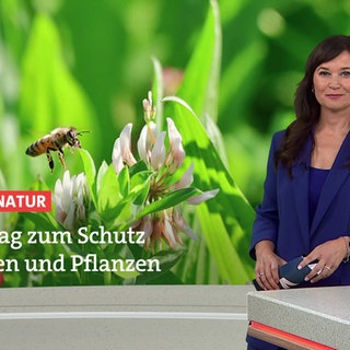 Nachrichtensprecherin Diana Hörger