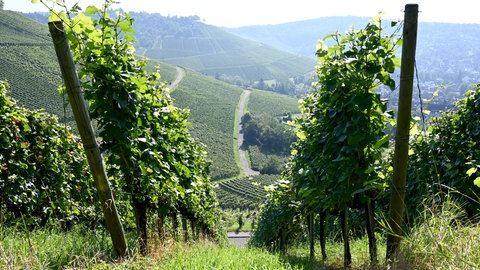 Durch Rebzeilen hindurch leuchten Weinhänge im Gegenlicht.