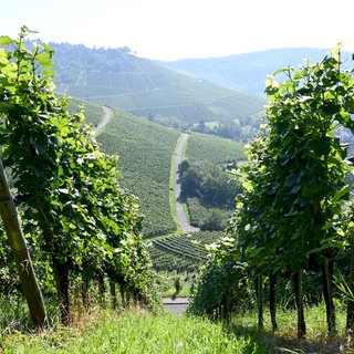 Durch Rebzeilen hindurch leuchten Weinhänge im Gegenlicht.