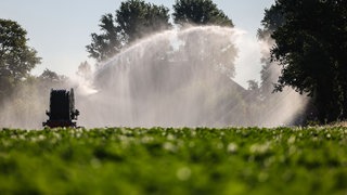 Wasser wird aus einer Beregnungsanlage am Morgen auf das Feld eines Landwirtes gesprüht.