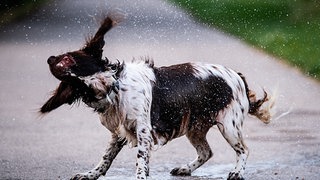 Ende Juli stehen die Hundstage an.