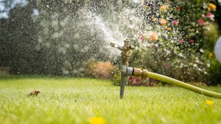Ein Rasensprenger bewässert einen Garten. 