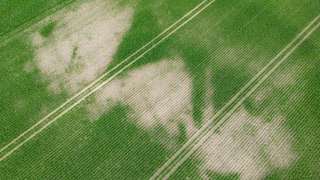 Ein Feld mit Maispflanzen von oben. Die Hitze der vergangenen Tage hinterlassen Spuren in der Landwirtschaft.
