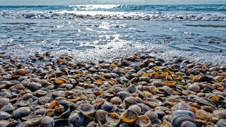 Muscheln am Strand