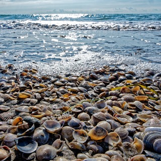 Muscheln am Strand