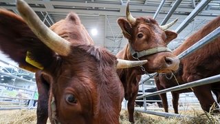 Bei Rindern in Baden-Württemberg wurde ein neues Virus gefunden. 