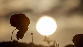 Die Sonne verschwindet hinter einer Mohnblüte in den dunklen Wolken. Für den Tagesverlauf sind Gewitter vorhergesagt.
