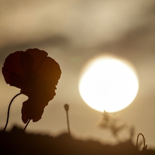 Die Sonne verschwindet hinter einer Mohnblüte in den dunklen Wolken. Für den Tagesverlauf sind Gewitter vorhergesagt.