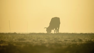 Das Land Baden-Württemberg hat für landwirtschaftliche Ökobetriebe den Katastrophenfall im Sinne des europäischen Ökorechts ausgerufen. Auf dem Bild sieht man die Silhouette einer Kuh, die bei Sonnenaufgang in einem nebligen Feld weidet.